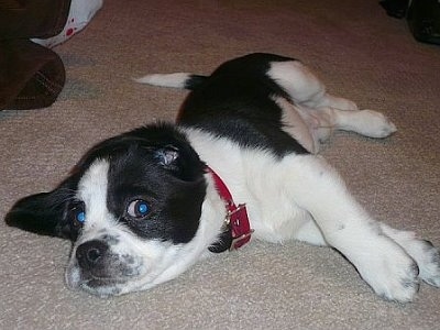 Close up front view - A black and white Peagle puppy is laying down on its right side and it is looking forward.