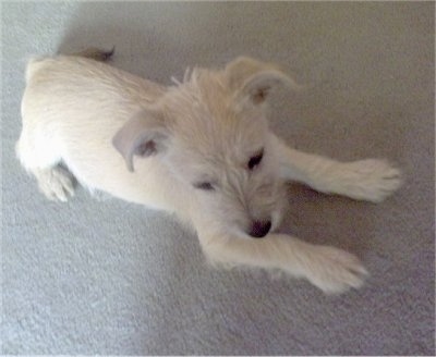 View from the top looking down at the dog - The back of a tan with white Pom-A-Nauze dog is laying on a tan carpet looking to its right.