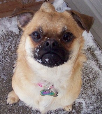 Droll Pomeranian Mixed With Pug