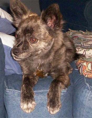 A perk-eared, brown-eyed, black with tan and white Pomston dog is laying on a blue couch looking to the left.