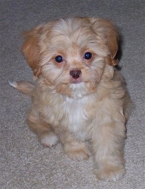Front view - A soft looking, tan with white Poochin puppy is sitting on a carpet and it is looking up.