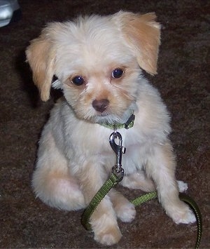 Front view - A furry tan with white Poochin puppy is sitting on a brown crapet looking forward. It has a green leash connected to its green collar that is wrapped around its front paws.