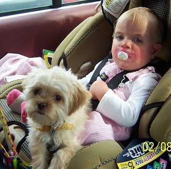 A baby is laying in a car seat in the back of a vehicle and a tan with white Poochin puppy is laying across her legs. The baby is sucking on a pink pacifier.