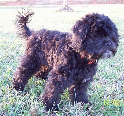 The right side of a wavy-coated, black Poochin puppy standing in grass facing the right.