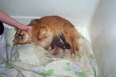 Side view - A fluffy, tan with white Poshies dog is laying on her back belly up as she feeds her newborn litter of puppies. There is a person petting her neck.