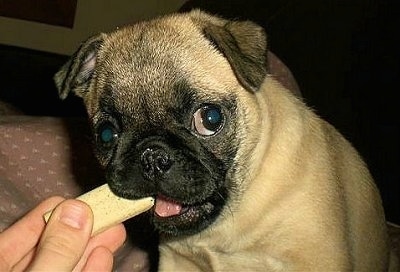 Close up - A tan with black Pug puppy that is chewing on a snack that is in a persons hand.