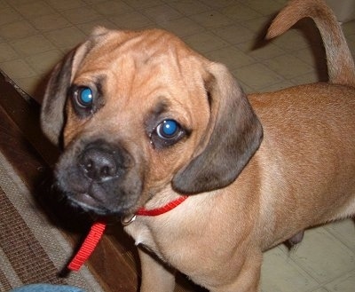 Close up front side view - A red Puggle is standing across a tiled floor with its front paws on a brown rug. It is looking up and its head is tilted to the right. It has black on its ears and snout.