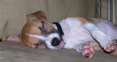 Side view - A tan with white Rat-Cha puppy is sleeping on its right side on a couch. The pups tongue is sticking out a little.