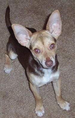 A black, tan and white Rat-Cha puppy toy dog with large perk-ears,  is standing on a tan carpet looking up.