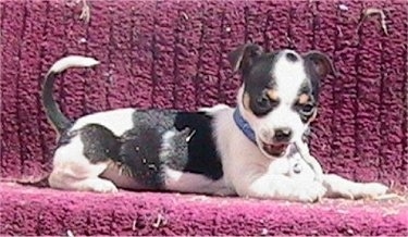 Side view - A black and white with tan Rat-Cha puppy is laying across a pink carpeted step chewing on a stick.