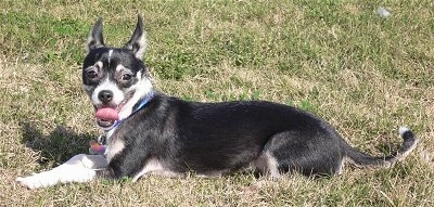 The left side of a shorthaired, black with white Rat-Cha dog laying in grass looking forward. Its mouth is open and its tongue is curled out.