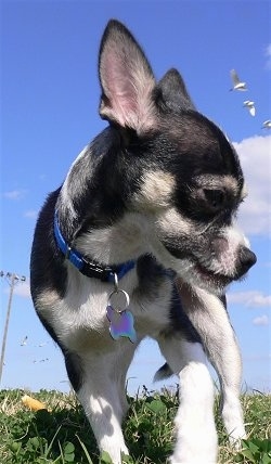 Close up front view - A shorthaired, black with white Rat-Cha is standing in grass and it is looking down and to the right. It has a Chihuahua shaped head. There are white birds flying across the blue sky in the background.