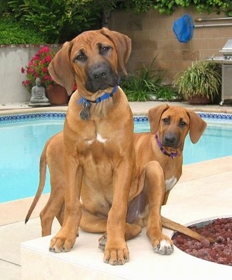 Two Rhodesian Ridgeback puppies are sitting and standing poolside. They are looking forward with their heads tilted in opposite directions.