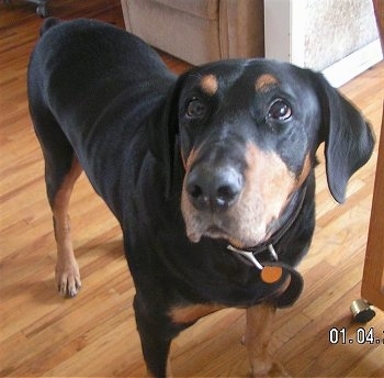 doberman rottweiler mix for sale