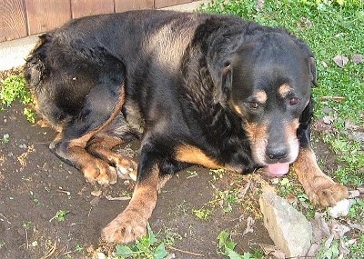 View from the front looking down - A black and tan with white Rottie is laying in dirt and there is grass around it. Its mouth is open and its tongue is out. There is a rock in front of it.