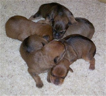 A litter of Rustralian Terrier puppies are laying on a tan carpet in a pile.