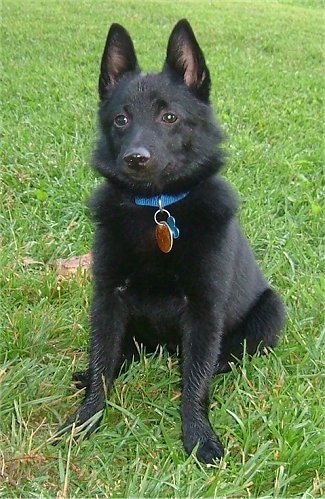Front view - A small, perk eared, black Schipperke dog sitting in grass looking forward. The dog is wearing a blue collar.