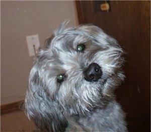 Close up head shot - A shaggy looking, grey and tan with black Schnau-Tzu dog sitting on a carpet looking forward with its head tilted to the left.