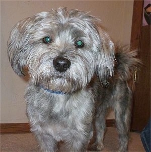 Close up front side view - A shaggy looking grey and tan with black Schnau-Tzu dog is standing on a carpet and it is looking forward. The dog has longer hair on its head and tail and its body is shaved short.