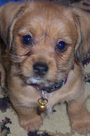 Close up front view - A brown with black and white Schweenie puppy is sitting on a rug and it is looking up. Its coat looks wiry and its legs are short.