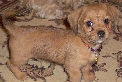 dachshund and shih tzu mix