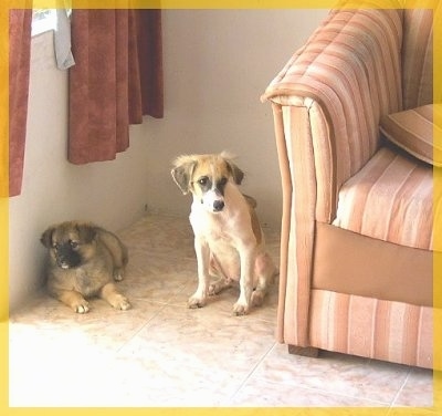 A tan with black German Shepherd puppy is laying under a windowseal and to the right of it is a white with brown Fox Terrier that is sitting next to a couch and it is looking to the right.