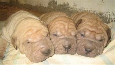 Chinese Shar Pei Dog Breed Pictures 3