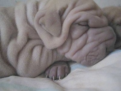 Chinese Shar Pei Dog Breed Pictures 3