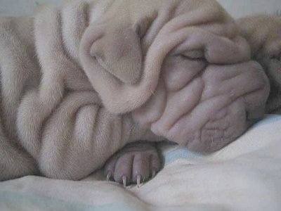 Close up - The left side of a tan very wrinkly Shar-Pei puppy that is laying on a bed. There is another puppy behind it. The puppy has so many wrikles you cannot see its eyes and its ears blendin. The dog is very thick.