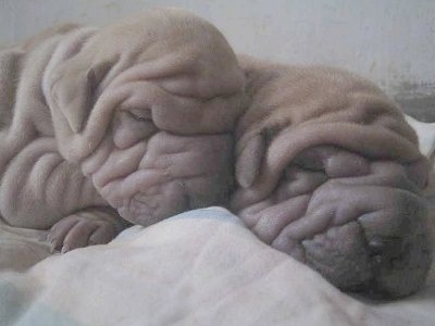 Close up - Two very, wrinkly Shar-Pei puppies are sleeping on a bed. They have so many wrinkles you cannot see their eyes and their ears blend in with their extra skin.