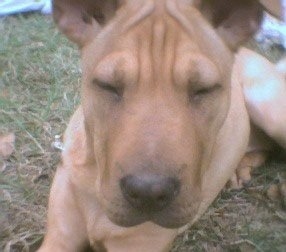 Close up head shot - A tan Shar-Pei puppy is laying in grass, its eyes are closed and it is looking forward. It has a big black nose.