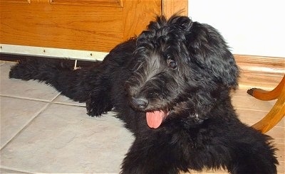 A shaggy, black Shepadoodle puppy is laying across a kitchen floor under a table. The puppy is looking to the left and it is panting.