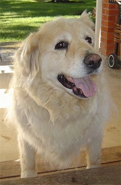 A yellow Aussiedor is standing on a wooden step outside. Its mouth is open and its tongue is out.