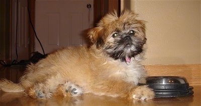 The right side of a fluffy brown with black Shiranian puppy that is laying across a hardwood floor, it is looking forward and there is a food bowl in front of it. Its muzzle is black with a black nose and dark eyes.