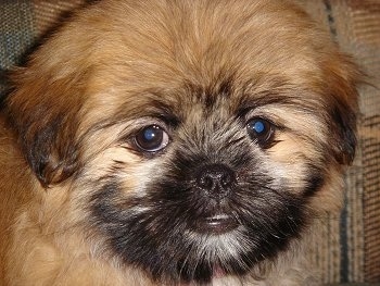 Close up head shot - A brown with black Shiranian puppy is standing across a couch and it is looking forward.