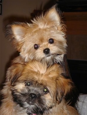 Close up - Two Shiranian dogs are on top of a couch. One dog is on top of the others dog's back. There heads are tilted in opposite directions. One dog has drop ears and the other dog has perk ears.