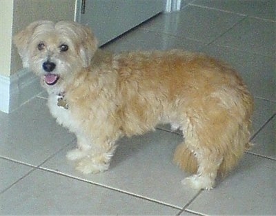 The left side of a short-legged, low to the ground, wavy, thick-coated, tan with white Shorgi dog that is standing across a tan tiled floor looking forward with its mouth open and its tongue out looking happy. Its dark eyes are round  and it has a long tail with longer hair on it.