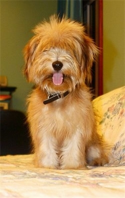 Front view - A soft looking, long coated, brown Shorkie puppy sitting on a bed with its mouth open and tongue sticking out. it is looking down and forward. It has a black nose and the fur on its face is covering up its eyes.