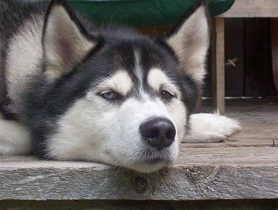Close up head shot - A black and white Siberian Husky is laying down on a wooden step on a hardwood porch.