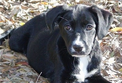 Close up - A black with white Spanador puppy is laying out in grass that is absolutely covered in leaves. The puppys head is turned forward, but it is looking to the left. It has wide round brown eyes.