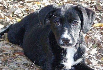 cocker labrador puppies