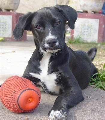 labrador spaniel mix