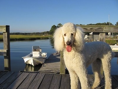 The front left side of a white Standard Poodle dog looking forward, its mouth is open and its tongue is sticking out. It is standing across a wooden dock and there is a body of water behind it.