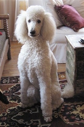 large white poodle