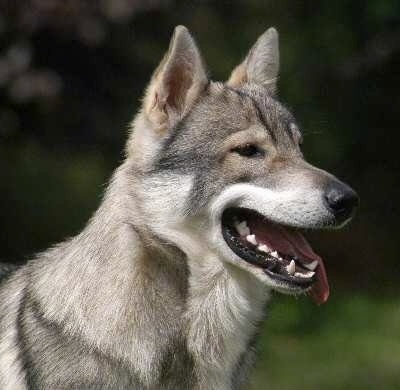 Tamaskan Dog Breed Information and Pictures