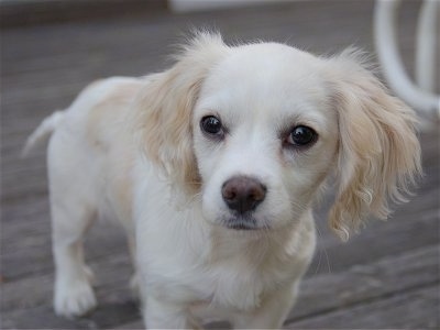 cavalier x tibetan spaniel