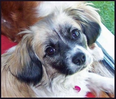 Close up - A tan and white with black Tibalier dog looking up and there is a red with white dog behind it. The dog has soft looking drop ears.