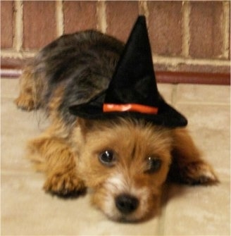 Close up front view - A black and tan with white Torkie is wearing a witch hat and it is laying down across a tiled surface.