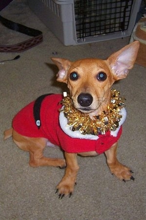 A tan Toy Rat Doxie is sitting on a carpeted floor wearing a Santas Jacket and a golden lei looking up. It has very large perk ears. One ear is pinned back. Its eyes are wide, dark and round. Its legs bow outward.