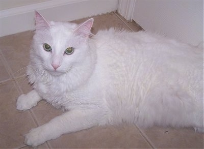 Jinx the pure white Turkish Angora cat is laying on a tan tiled floor in front of a white door and looking up to the camera holder
